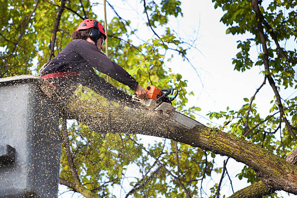 Best Tree Fertilization Services  in Tyrone, OK